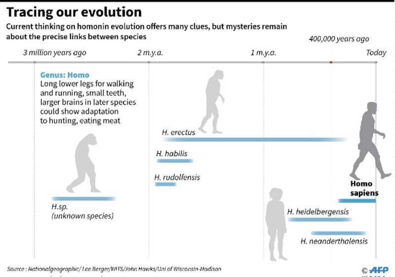 neanderthal evoloution