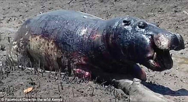 An urgent rescue operation has been launched to save hundreds of hippos trapped in dried-up mud baths due to a crippling drought in Lamu, Kenya