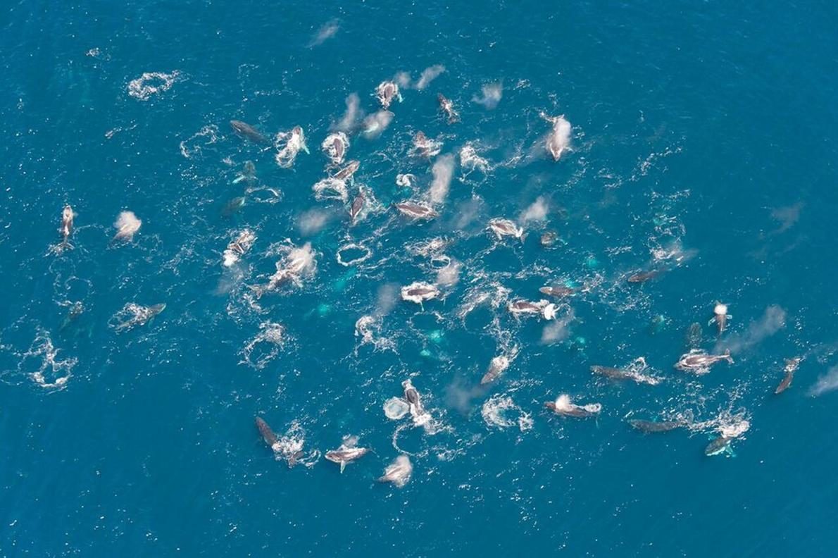 Click to enlarge super-group humpback whales