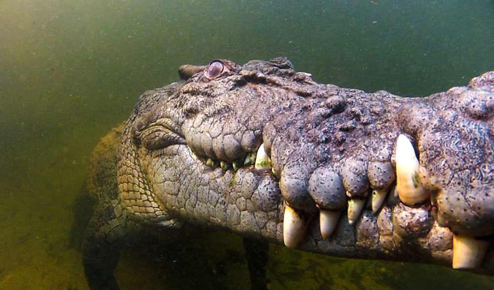 Adult male saltwater crocodile underwater, where it can remain completely motionless for at least an hour. 