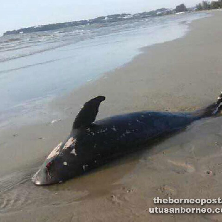 The dead dolphin and other marine life washed ashore at Luak