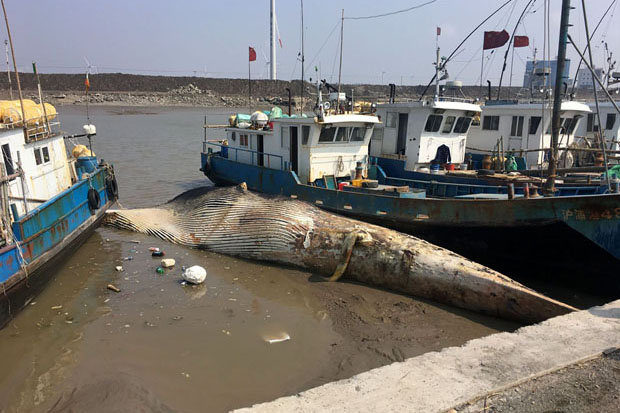 Fishermen were alarmed to see the creature had no head