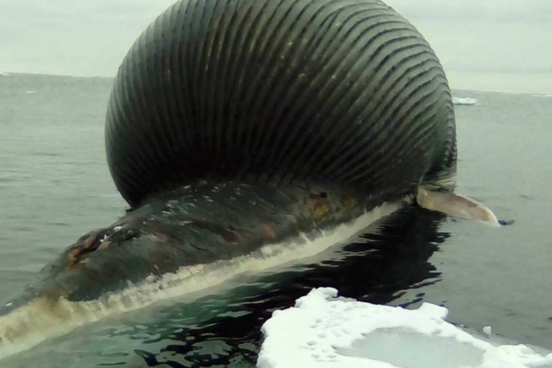 A dead whale washed ashore near Port aux Basques on Friday and was carried out to sea by winds and tide later in the evening.