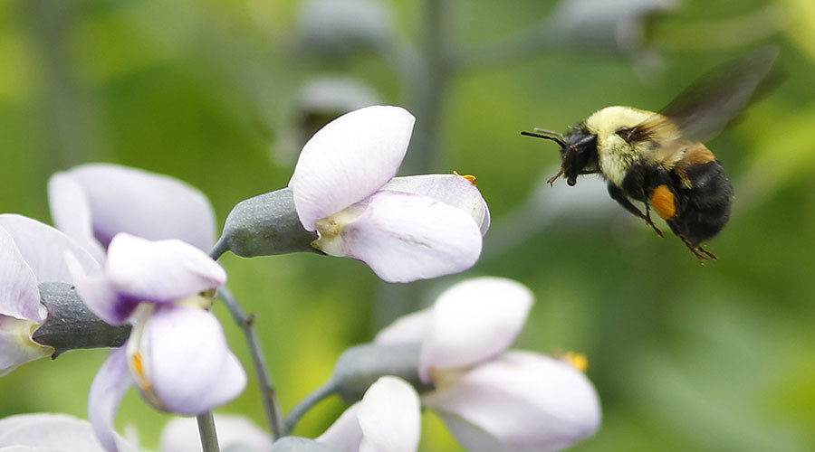 Bee pollinating 