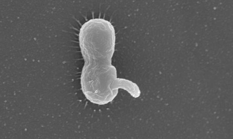 A predatory bacterium attached to its prey