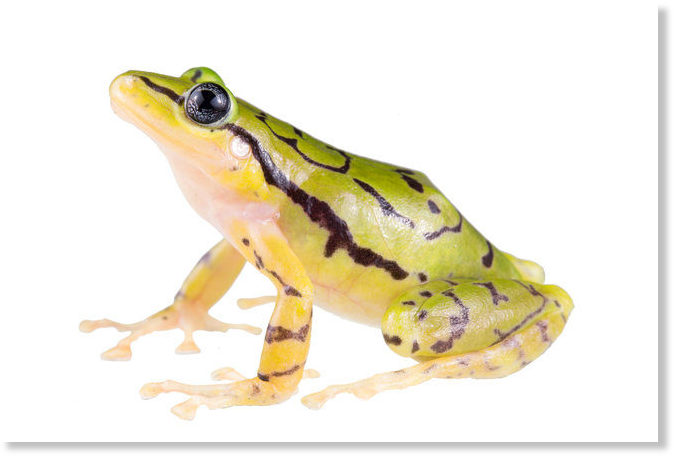 New striped rain-frog species discovered in Ecuador's cloud forests