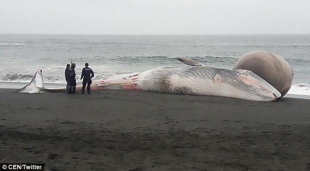 Although the whale is about 52ft long, pictures show how an enormous balloon-like swelling dwarfs its entire head