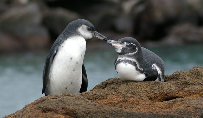 Galapagos penguins 