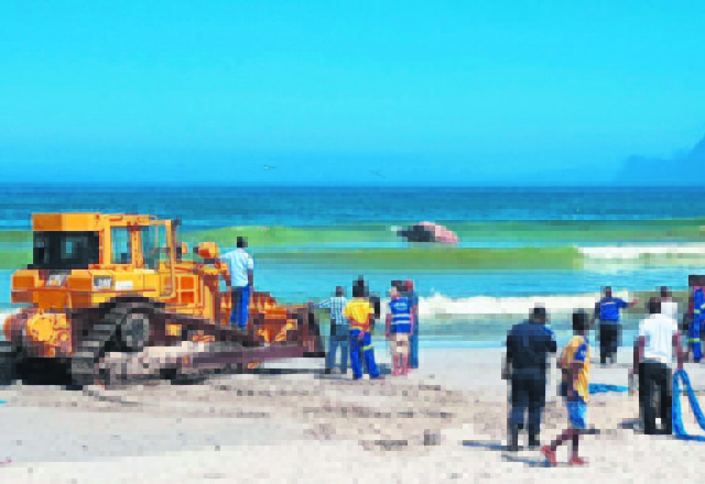 The whale carcass being dragged onto the beach for removal. 