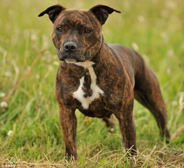 A dog owner was mauled to death by his Staffordshire bull terrier in front of BBC TV crews who were interviewing him for a documentary (stock image)