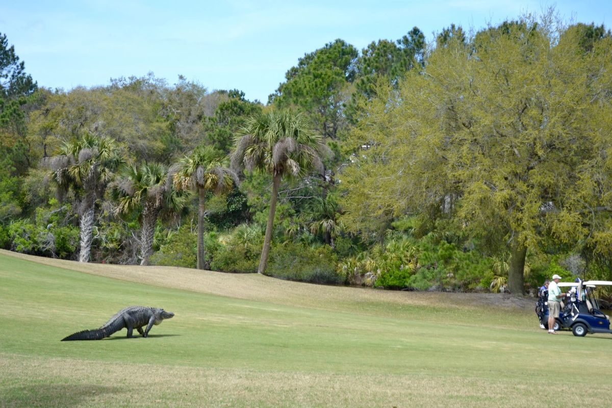 alligator golf course