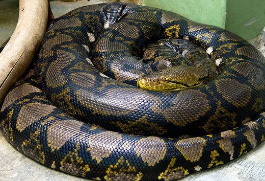 Man swallowed whole by 23-foot reticulated python in Sulawesi, Indonesia