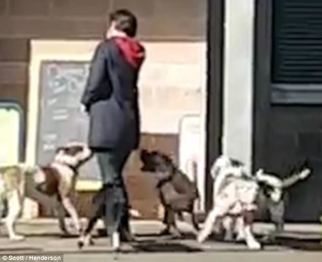 Terrifying footage shows the moment an unleashed pitbull bites a woman's backside (pictured) as the pack rampage through Queen's Park in Bolton