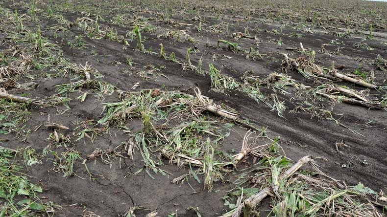 The pre-monsoon rains hit the farmers rather hard. Vast fields growing cabbages, leafy green vegetables and others were destroyed by hailstorm in some of the northeastern states.