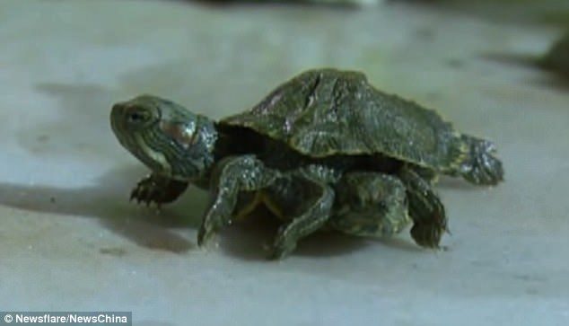 A baby turtle was found to have two heads and six legs among a box of imported turtles