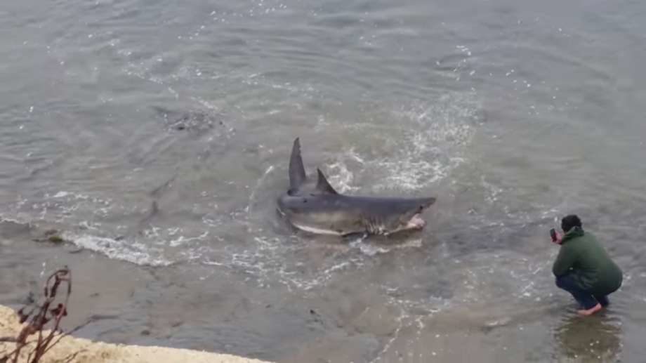 Shark stranded off CA coast