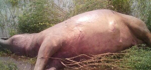 11 hippos have died in the past two weeks at Mlibizi River in Binga near the Zambezi River