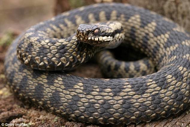 The adder, which is the only venomous snake living wild in the UK, continued to thrash around near his boys Sebastian, two, and Lincoln, three, as Mr Rose collapsed.