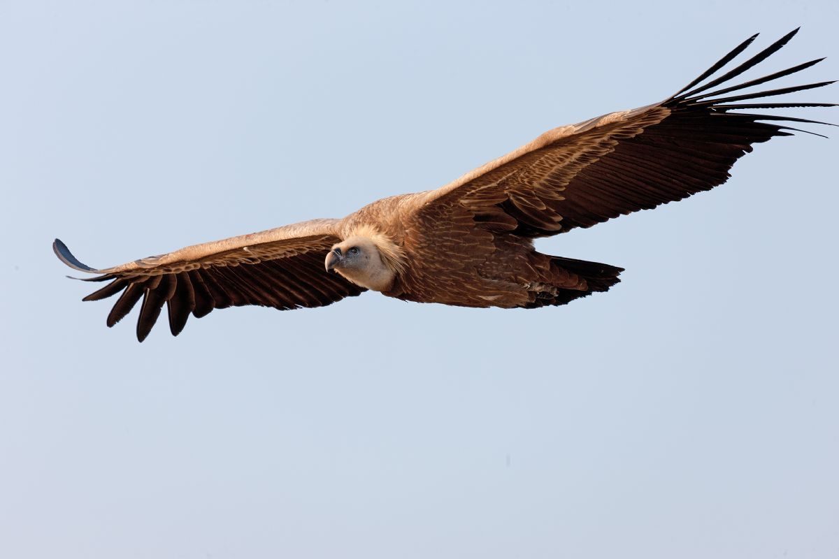  Griffon Vulture