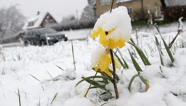 Snow-covered flowers in southern Sweden. 