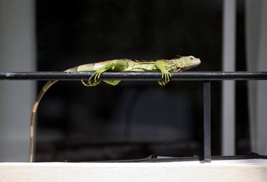 Click to enlarge green iguanas florida