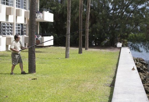 Click to enlarge green iguanas florida