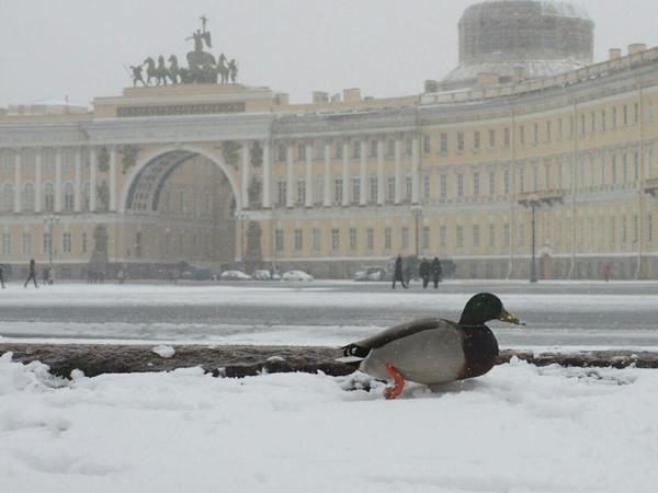 Birds suffer in St Petersburg snowfall