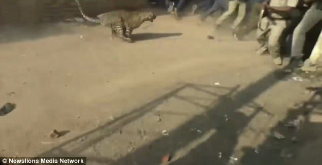 People scatter as the leopard runs towards a crowd of villagers