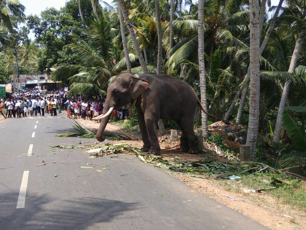 An elephant brought for a temple festival ran amok and killed its mahout.
