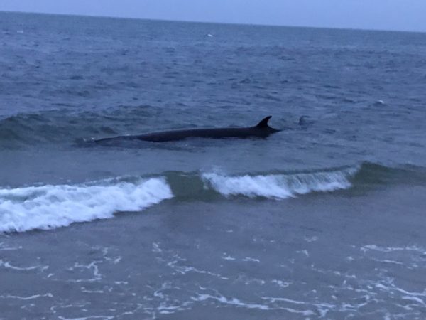Dead minke whale washed up at Sea Street Beach in Harwich