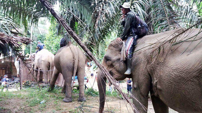Elephants cross an oil palm plantation in Langkat regency, North Sumatra, recently. 