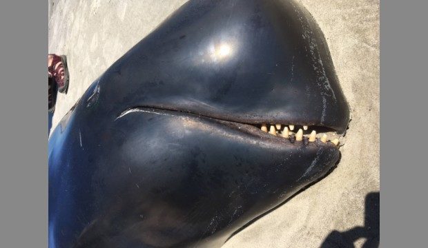 Pilot whale carcass found on Wassaw Island