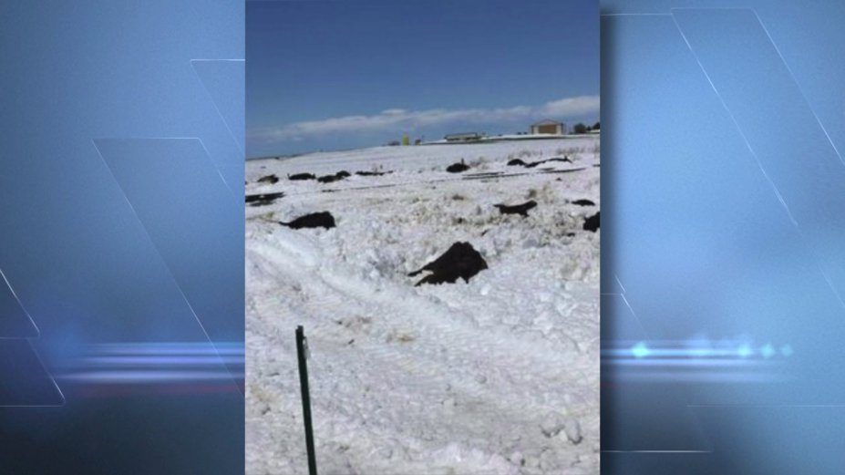   A storm that hit southeastern Colorado killed many cattle. 