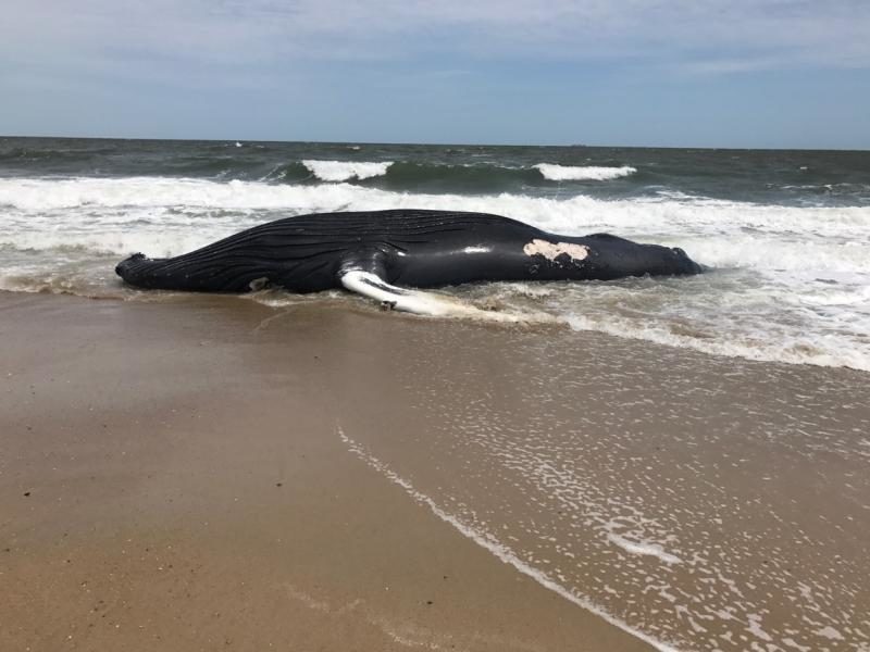 The humpback whale, the fifth to wash ashore in Delaware in 10 months.