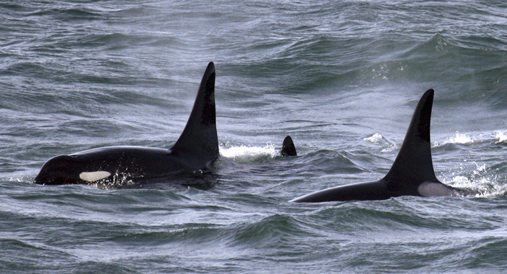 orca whales