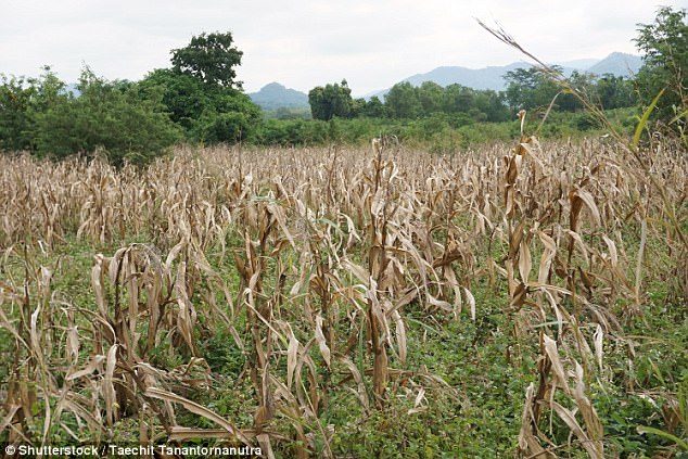 Bone-dry conditions are wiping out crops which could hit shoppers with higher food prices, farmers have warned. Spring crops of barley, wheat and sugar beet are all suffering damage from a lack of water after driest winter in two decades 