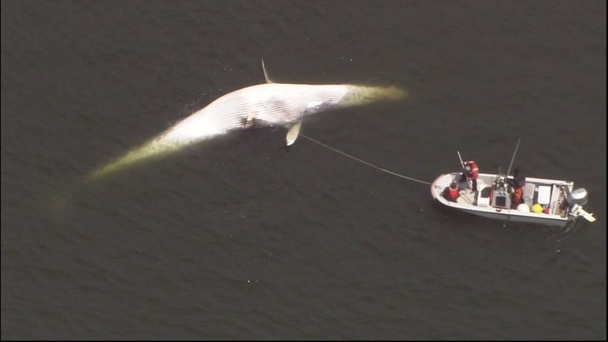 A dead, 50-foot-long fin whale floated in Tacoma’s Commencement Bay on Friday, May 12, 2017. 