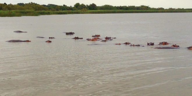 Crocodile River in Zimbabwe