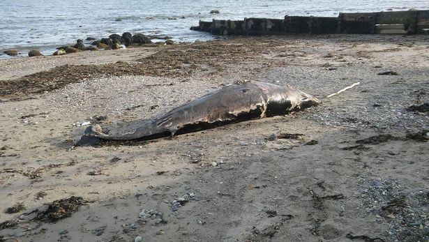 The whale is believed to be a Minke calf, and was badly decomposed when it was found