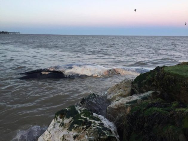   A dead whale sadly washed up at Felixstowe beach. Picture: 