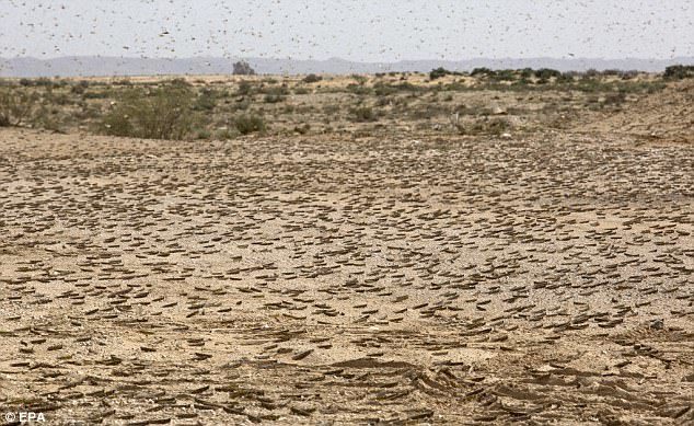  locusts swarming a desert in Israel