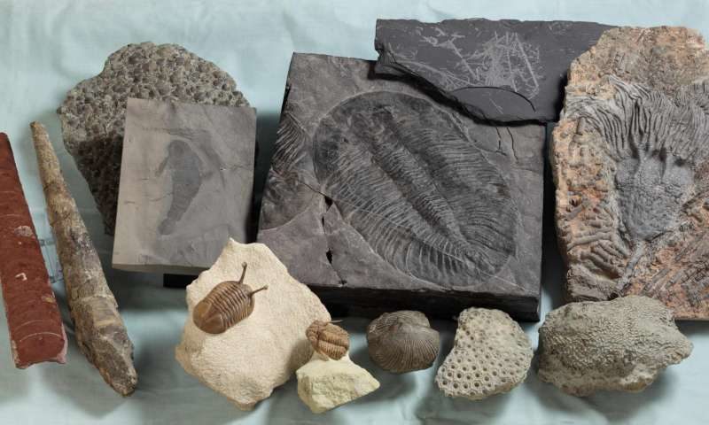 Ordovician-Silurian marine fossils