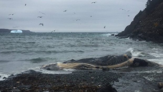 A dead humpback whale is seen beached in Outer Cove on Monday, May 22. 