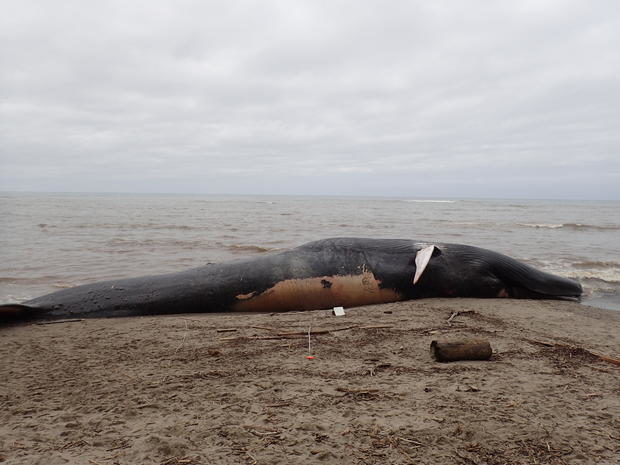 A 79-foot blue whale carcass rests on the sand at Agate Beach in Bolinas. (May 26, 2017)