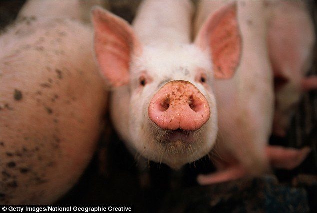 Pigs implicated in Ebola virus