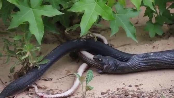 Snake regurgitates live snake in video captured in Texas