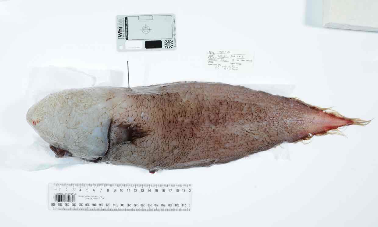  The fish found by scientists from Museums Victoria and the Commonwealth Scientific and Industrial Research Organisation.