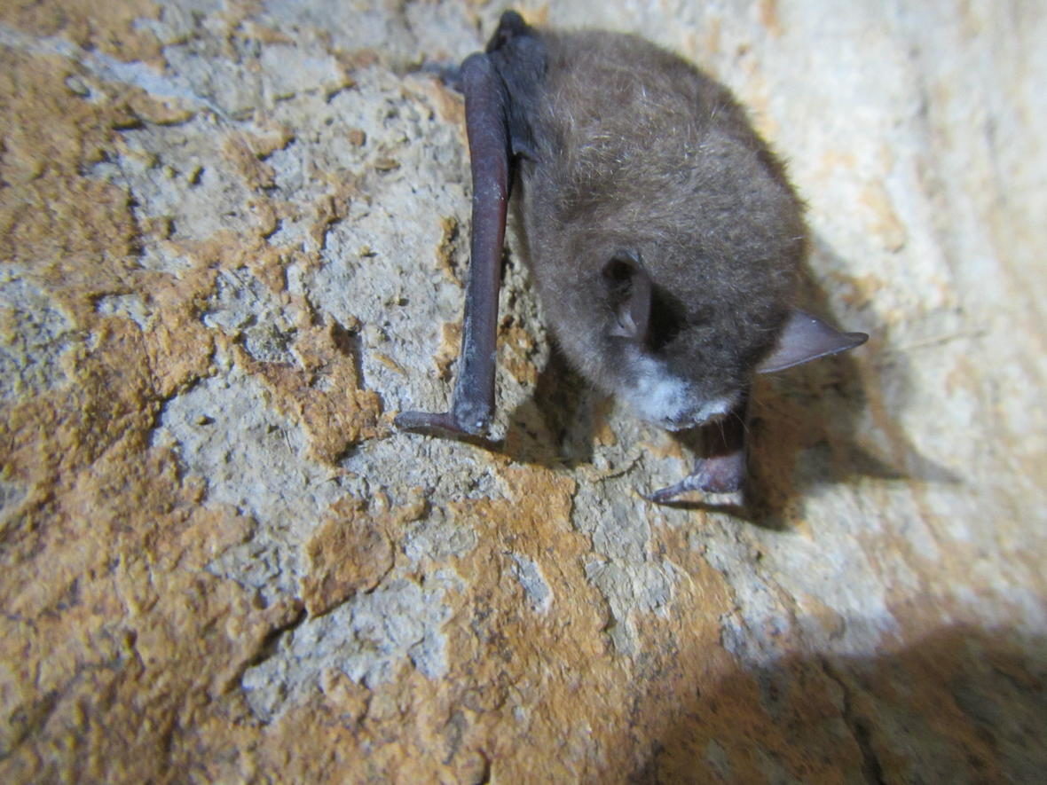 southeastern bat