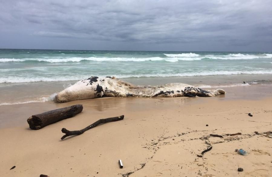 Officials believe the whale died at least seven days before the body washed up.