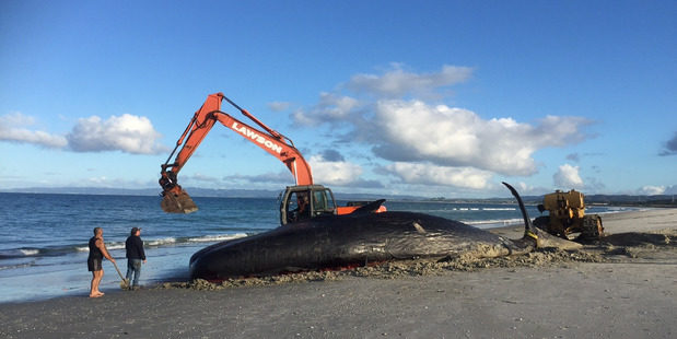 Hapu with links to Whangarei Harbour differ on how a sperm whale carcass should be disposed of. 